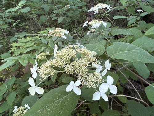 Ashy hydrangea (Hydrangea cinerea)