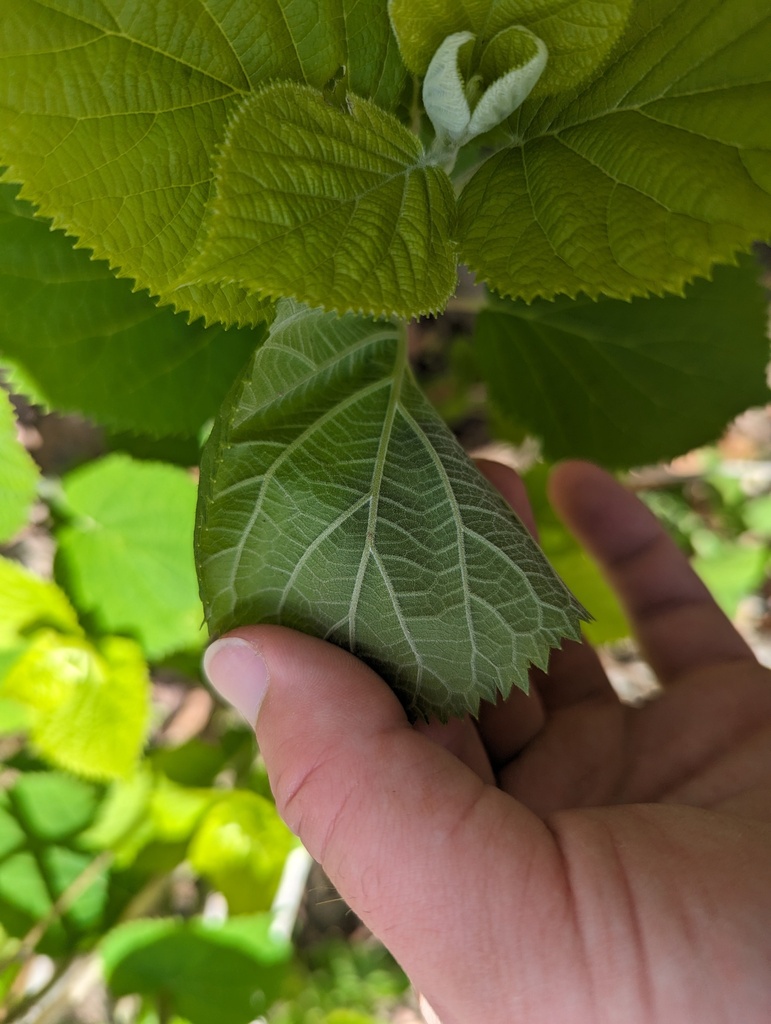 Ashy hydrangea (Hydrangea cinerea)