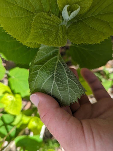 Ashy hydrangea (Hydrangea cinerea)