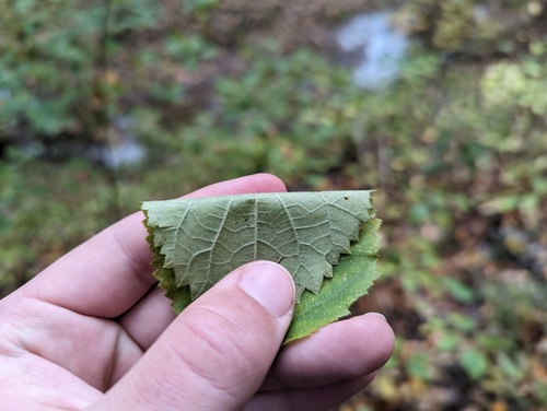 Ashy hydrangea (Hydrangea cinerea)