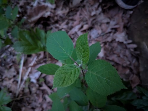 Ashy hydrangea (Hydrangea cinerea)