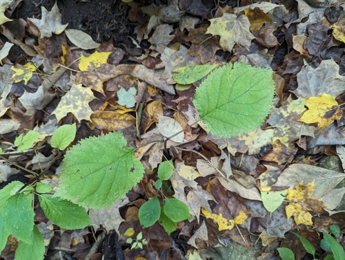 Ashy hydrangea (Hydrangea cinerea)
