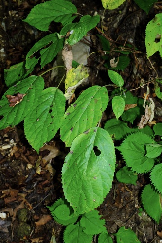 Ashy hydrangea (Hydrangea cinerea)
