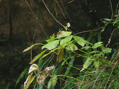 Hydrangea densifolia (Hydrangea densifolia)