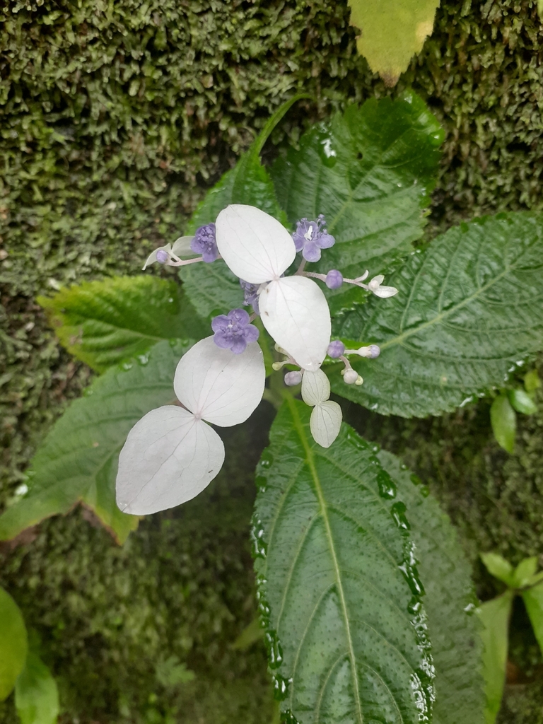 Hydrangea densifolia (Hydrangea densifolia)