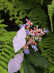 Hydrangea densifolia (Hydrangea densifolia)