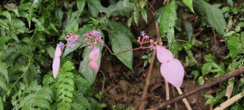 Hydrangea densifolia (Hydrangea densifolia)