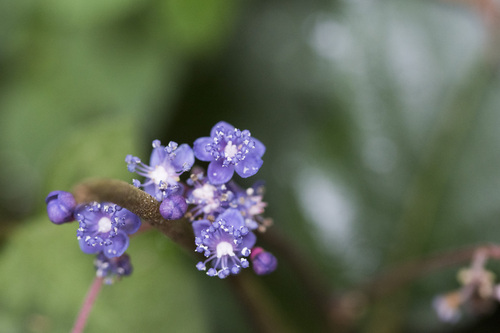 Hydrangea densifolia (Hydrangea densifolia)