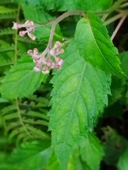 Hydrangea densifolia (Hydrangea densifolia)