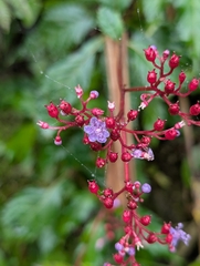 Hydrangea densifolia (Hydrangea densifolia)