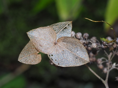 Hydrangea densifolia (Hydrangea densifolia)