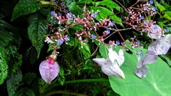 Hydrangea densifolia (Hydrangea densifolia)