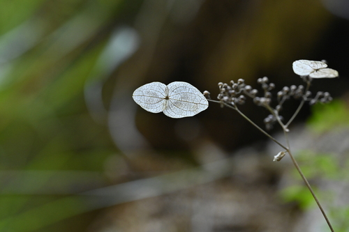 Hydrangea densifolia (Hydrangea densifolia)