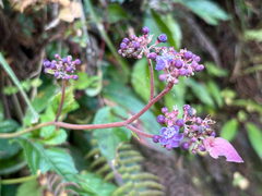 Hydrangea densifolia (Hydrangea densifolia)