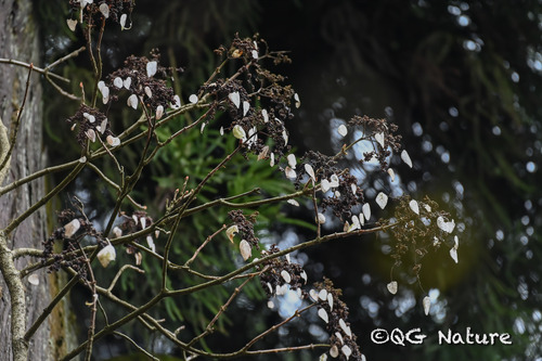Hydrangea glaucescens (Hydrangea glaucescens)