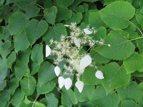 Hydrangea hydrangeoides (Hydrangea hydrangeoides)