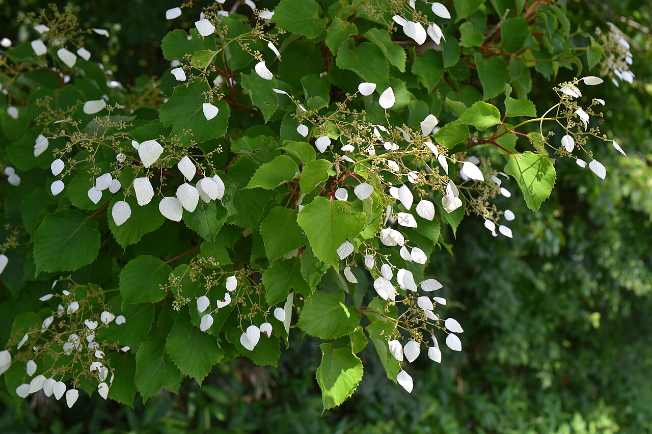 Hydrangea hydrangeoides: イワガラミの装飾花には発達した白い萼片が1枚付く