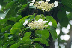 Hydrangea hydrangeoides (Hydrangea hydrangeoides)