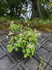 Hydrangea hydrangeoides (Hydrangea hydrangeoides)