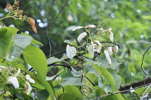 Hydrangea hydrangeoides (Hydrangea hydrangeoides)