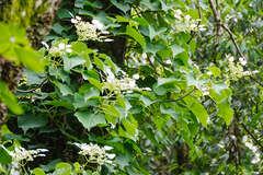 Hydrangea hydrangeoides (Hydrangea hydrangeoides)