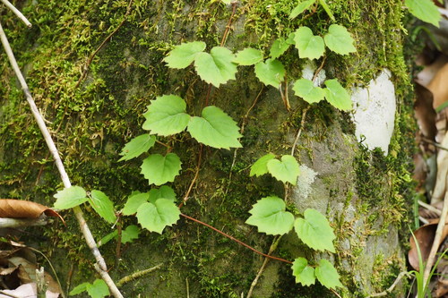 Hydrangea hydrangeoides (Hydrangea hydrangeoides)