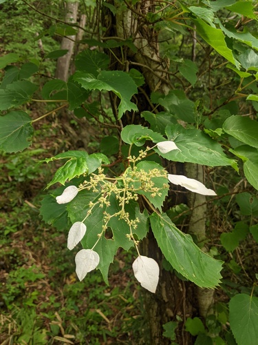 Hydrangea hydrangeoides (Hydrangea hydrangeoides)