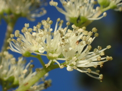 Hydrangea integrifolia (Hydrangea integrifolia)
