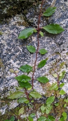 Hydrangea integrifolia (Hydrangea integrifolia)