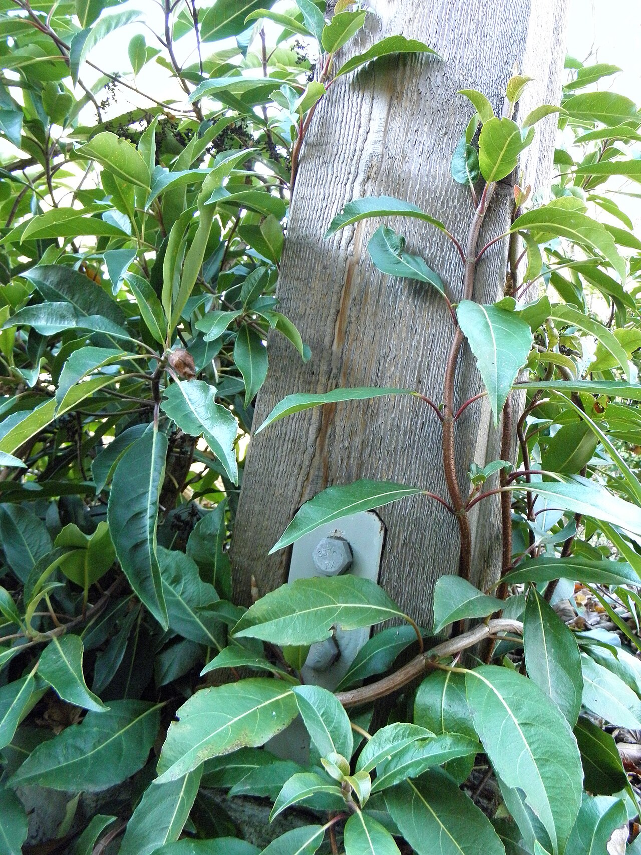 Hydrangea integrifolia: The Hydrangea integrifolia requires no human assistance to climb nearby objects. Leaves are opposite, often with red petioles.