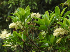 Hydrangea integrifolia (Hydrangea integrifolia)