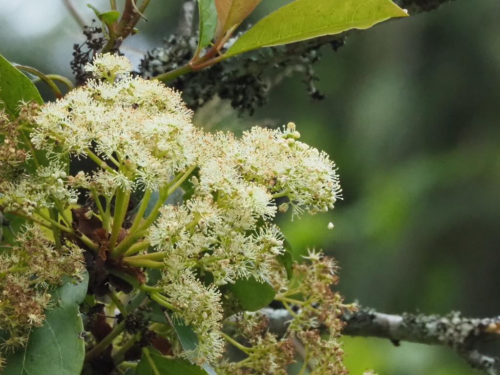 Hydrangea integrifolia (Hydrangea integrifolia)
