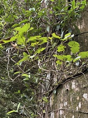 Hydrangea integrifolia (Hydrangea integrifolia)