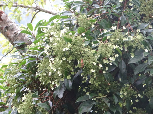 Hydrangea integrifolia (Hydrangea integrifolia)