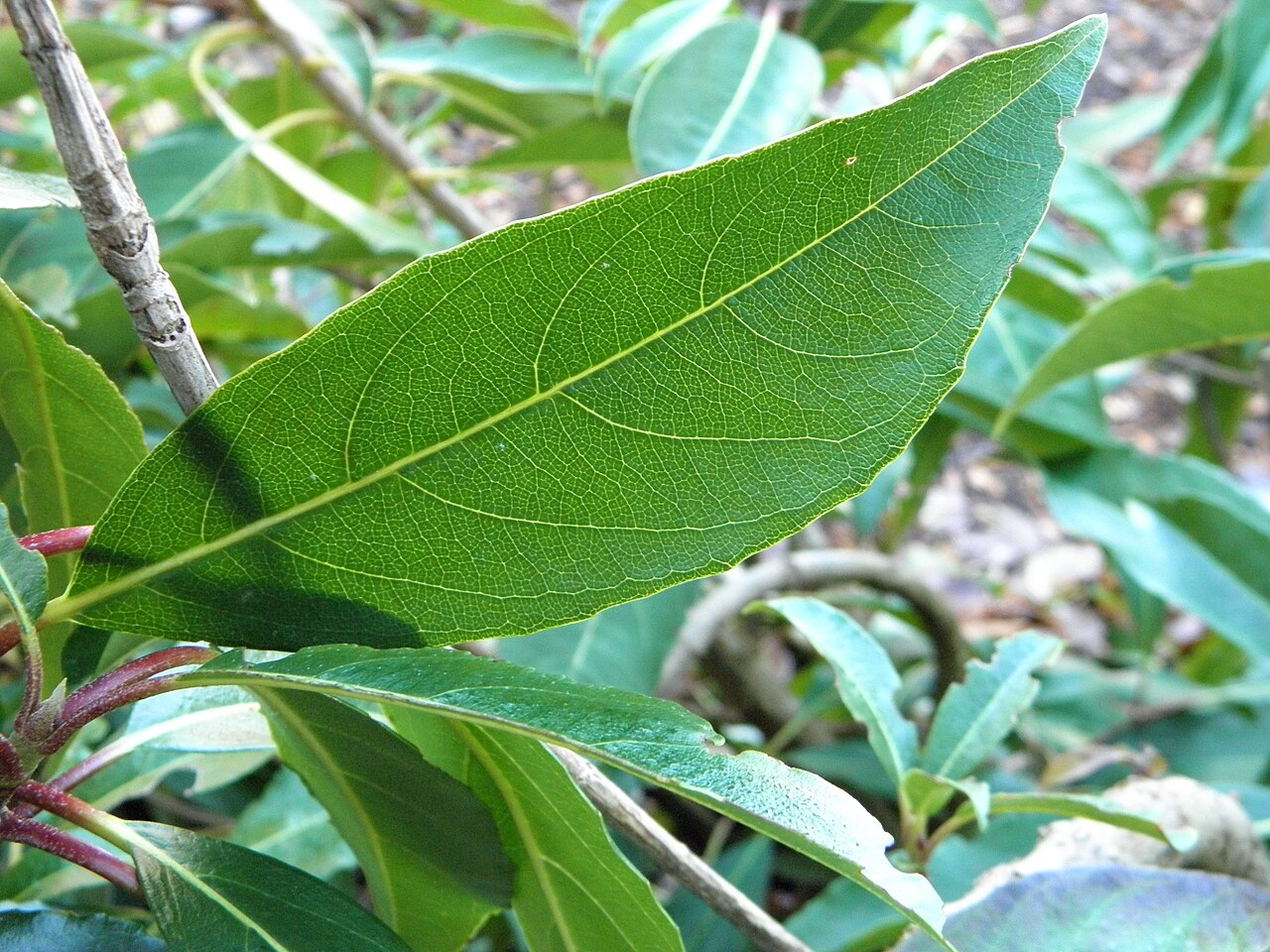 Hydrangea integrifolia: This is a macro shot of a Hydrangea integrifolia leaf grown near Seattle, Washington.
