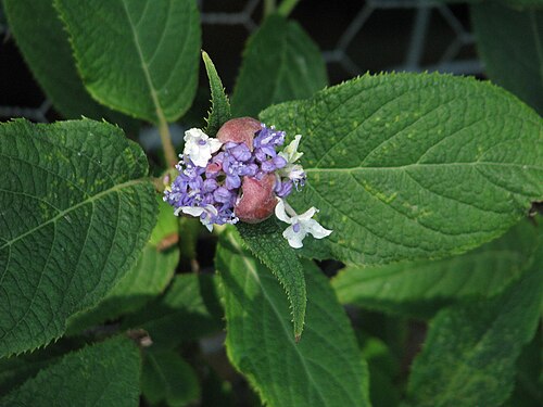 Hydrangea involucrata: With the involucre (as mentioned in the name ) the reddish bracts that cover the buds in this species.