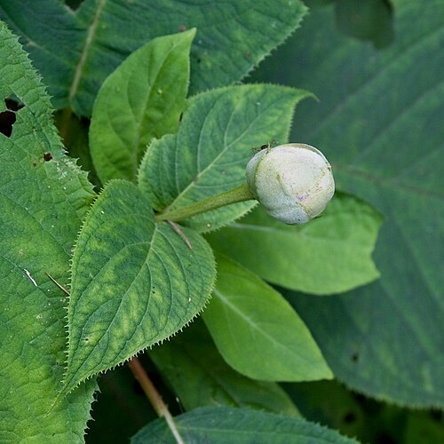 Hydrangea involucrata: タマアジサイ