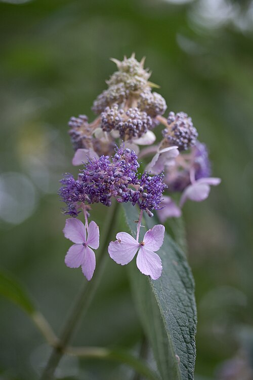 Hydrangea involucrata: Fleur d'Hydrangea involucrata. Jardin botanique de Strasbourg - France