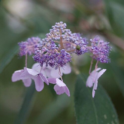 Hydrangea involucrata: Fleurs d'Hydrangea involucrata - Jardin botanique de Strasbourg - France