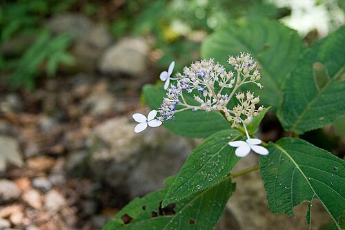 Hydrangea involucrata: タマアジサイ