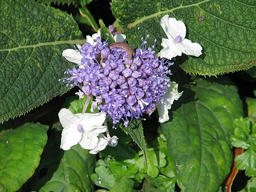 Hydrangea involucrata: Hydrangea involucrata