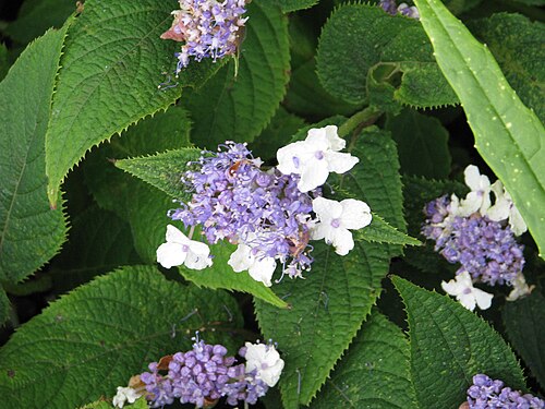 Hydrangea involucrata: Hydrangea involucrata