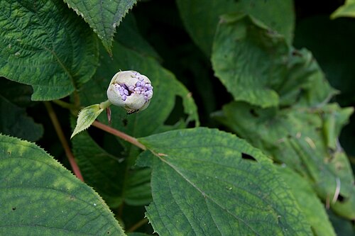 Hydrangea involucrata: タマアジサイ