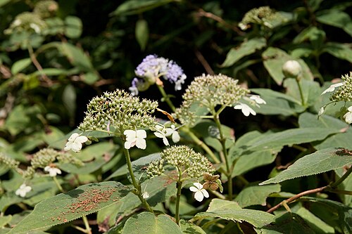 Hydrangea involucrata: タマアジサイ