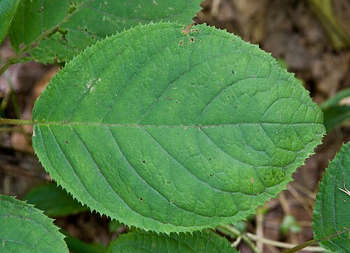 Hydrangea involucrata: タマアジサイ
