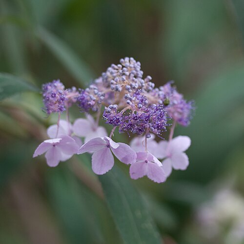 Hydrangea involucrata: Fleurs d'Hydrangea involucrata