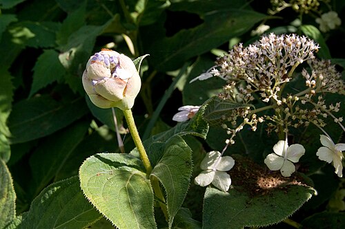 Hydrangea involucrata: タマアジサイ