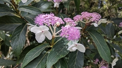 Hydrangea longifolia (Hydrangea longifolia)