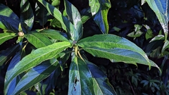 Hydrangea longifolia (Hydrangea longifolia)