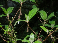 Hydrangea longifolia (Hydrangea longifolia)